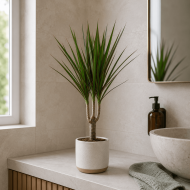 Dragon Tree
