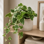 English Ivy