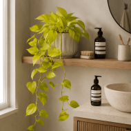 Golden Pothos