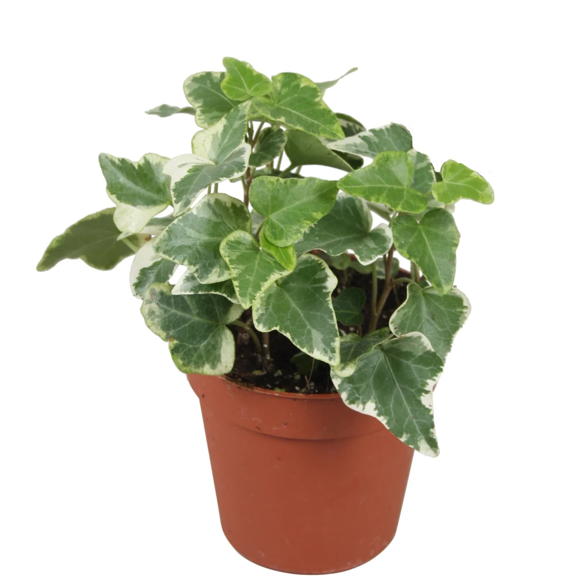 English Ivy - Image 2