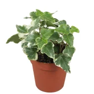 English Ivy - Image 2