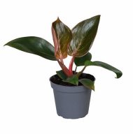Philodendron ‘Pink Bikini’ - Image 2