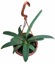 Anthurium vittariifolium - Image 2