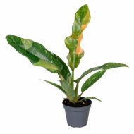 Philodendron 'Ring of Fire' - Image 2