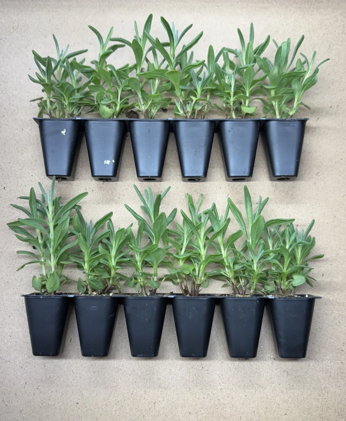 Lavender ‘Hidcote’ Plug Plants - Image 2