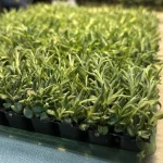 Lavender ‘Munstead’ Plug Plants
