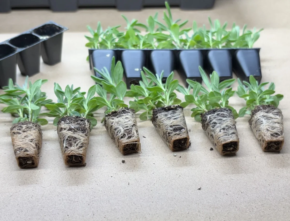 Lavender ‘Hidcote’ Plug Plants - Image 3