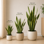 Snake Plant