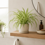 Spider Plant