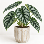 Alocasia 'Dragon Scale'