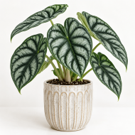 Alocasia 'Dragon Scale'
