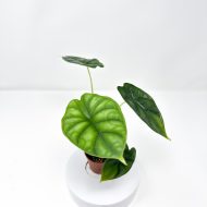 Alocasia 'Dragon Scale' - Image 4