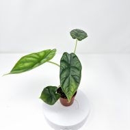 Alocasia 'Dragon Scale' - Image 3