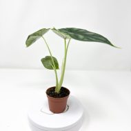 Alocasia 'Dragon Scale' - Image 2