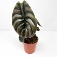 Alocasia 'Red Secret' - Image 2