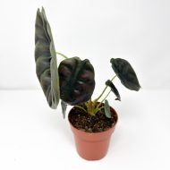 Alocasia 'Red Secret' - Image 3