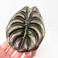 Alocasia 'Red Secret' - Image 4