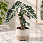 Alocasia 'Polly'