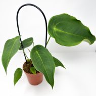 Anthurium Peltigerum - Image 2