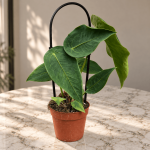 Anthurium Peltigerum