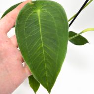 Anthurium Peltigerum - Image 3