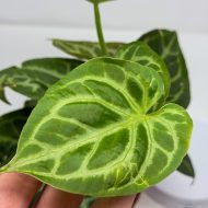 Anthurium 'Silver Blush' - Image 3