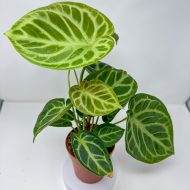 Anthurium 'Silver Blush' - Image 2