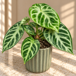 Anthurium 'Silver Blush'