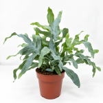 Blue Star Fern