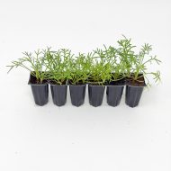 Lawn Chamomile Plug Plants - Image 4