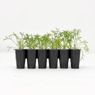 Lawn Chamomile Plug Plants - Image 2