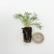 Lawn Chamomile Plug Plants - Image 3