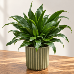 Dracaena fragrans 'Compacta'