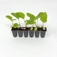 Echinacea Purpurea 'Nectar Pink' Plug Plants - Image 4