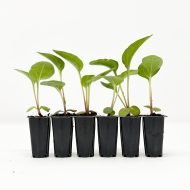 Echinacea Purpurea 'Nectar Pink' Plug Plants - Image 2