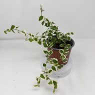 Ficus pumila 'White Sunny' - Image 2