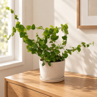 Ficus pumila