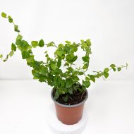 Ficus pumila - Image 2