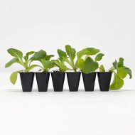 Foxglove Digitalis ‘Foxy Mixed’ Plug Plants - Image 2