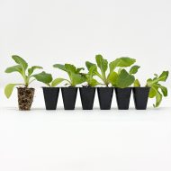 Foxglove Digitalis ‘Foxy Mixed’ Plug Plants - Image 3