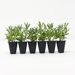 Lavender ‘Hidcote’ Plug Plants