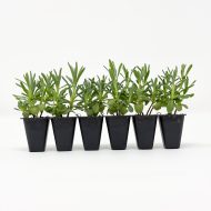 Lavender ‘Hidcote’ Plug Plants