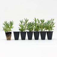 Lavender ‘Hidcote’ Plug Plants - Image 2