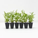 Lavender ‘Munstead’ Plug Plants