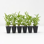 Lavender ‘Munstead’ Plug Plants