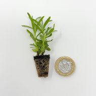 Lavender ‘Munstead’ Plug Plants - Image 2