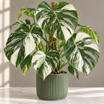 Monstera Albo Variegated
