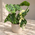 Monstera Adansonii Variegated