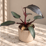 Philodendron 'Black Cardinal'