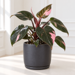 Philodendron ‘Pink Princess’